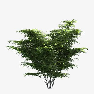 树木绿树图片树枝免抠