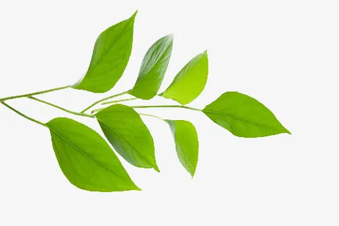 绿色植物树叶叶子免抠