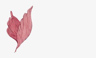 彩绘红色树叶图片免抠