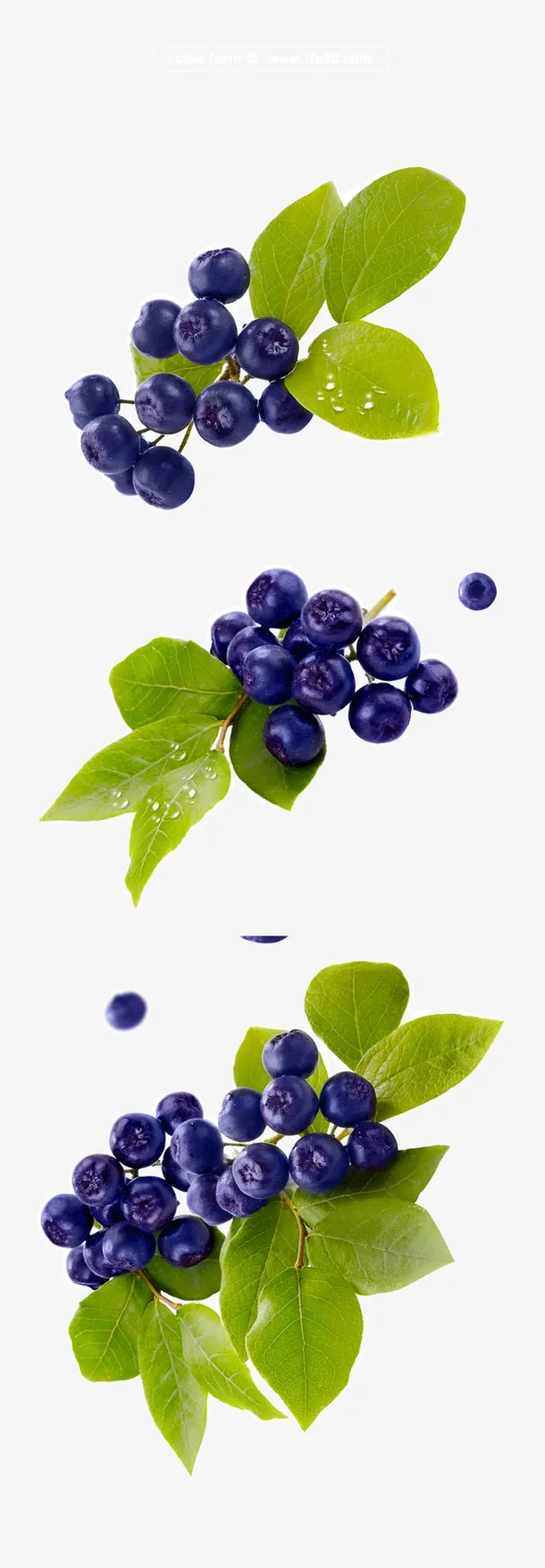 实物水果蓝莓素材免抠