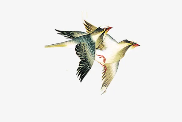 手绘喜鹊免抠
