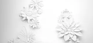 白色花瓣背景高清