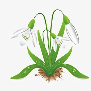 花朵 百合 花骨朵 绿色 春天免抠