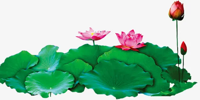 荷叶荷花莲花花苞免抠 荷叶荷花莲花花苞免抠