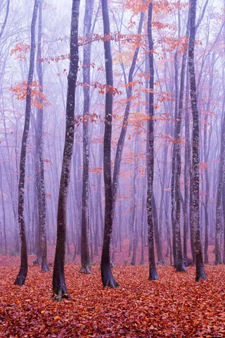 紫色树林枫叶风景免抠