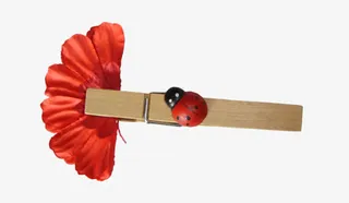 七星瓢虫鲜花免抠