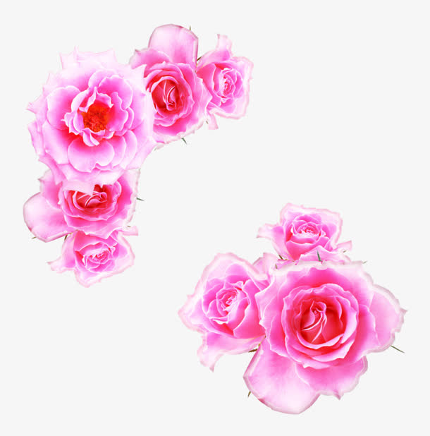 粉色月季花免抠