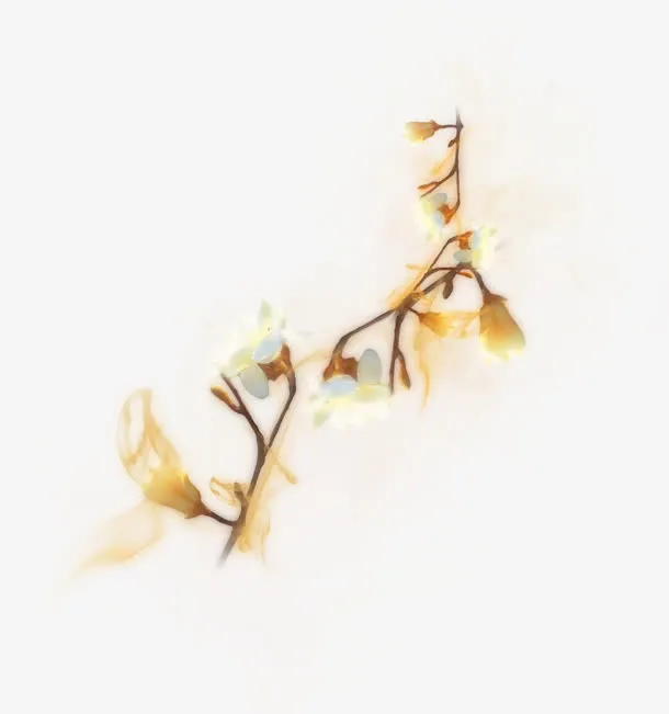雾生花免抠