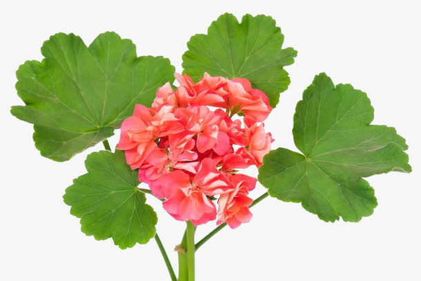 天竺葵免抠素材免抠