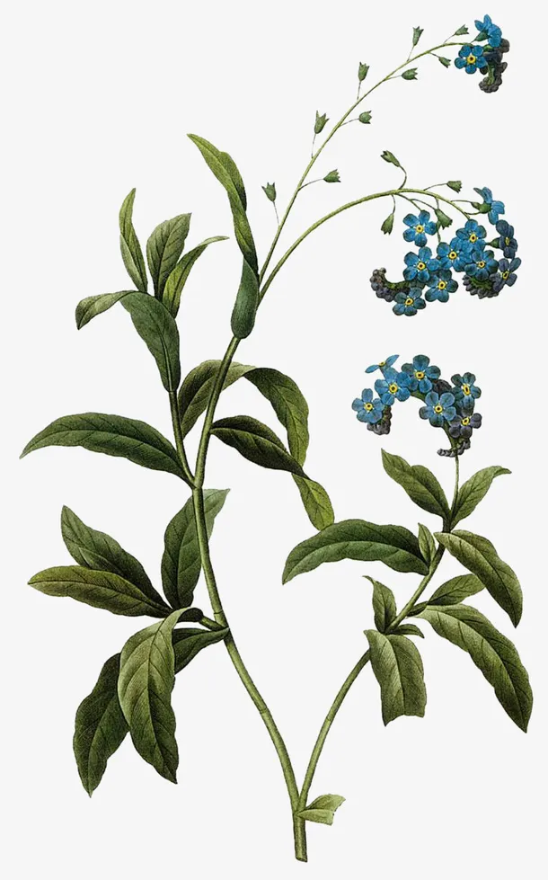 手绘春天蓝色花朵免抠动植物植物元素