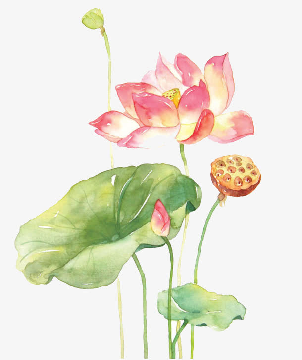 手绘荷花免抠