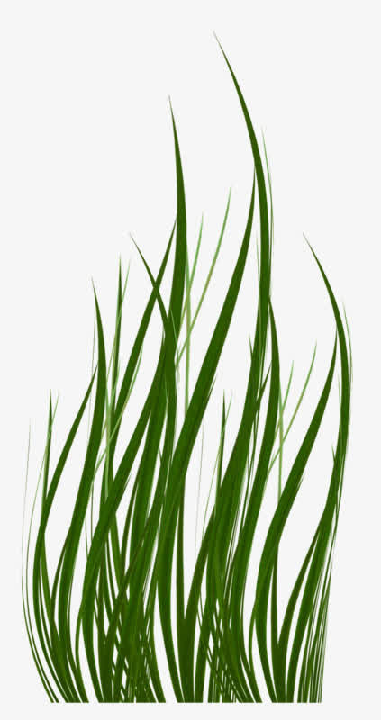 草丛水草素材免抠