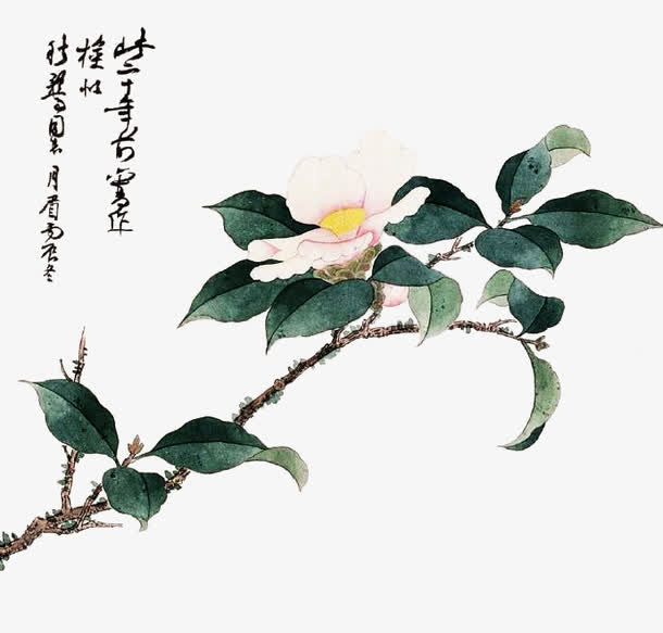 手绘山茶花免抠