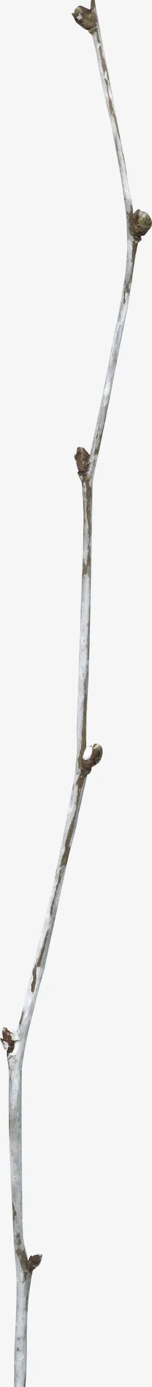 棕色树枝免抠