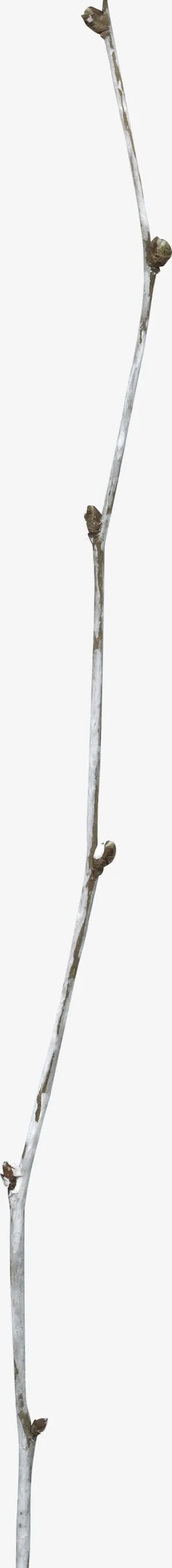 棕色树枝免抠