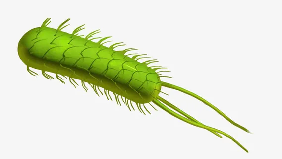 幽门螺旋杆菌免抠