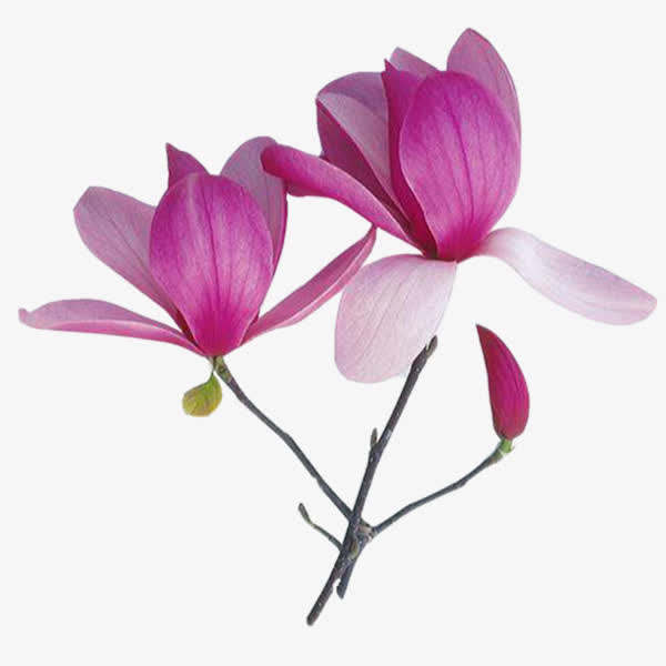 紫玉兰花朵免抠