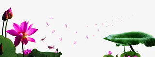 荷花免抠