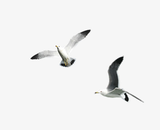 海鸥素材免抠