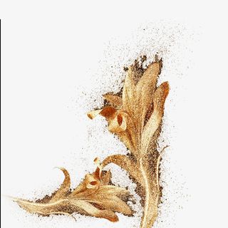 高清金色的栀子花免抠