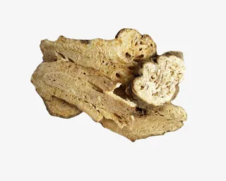 中药白术实物免扣免抠