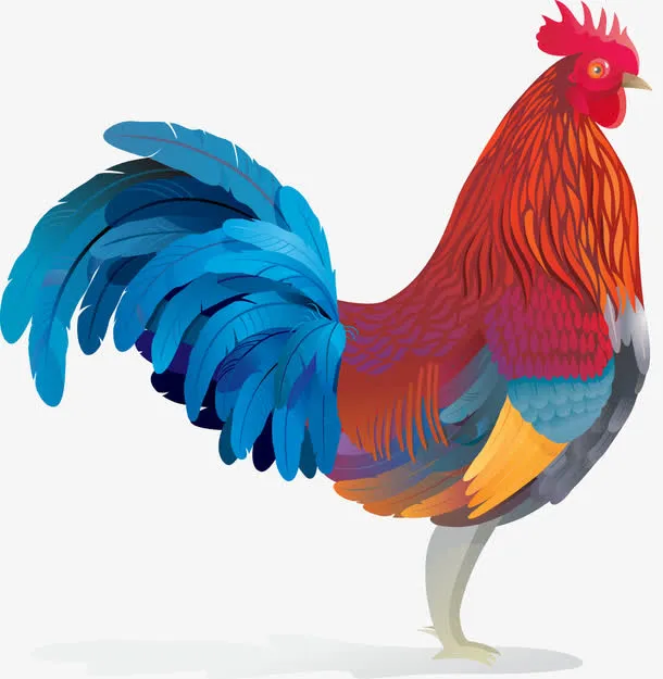 公鸡插画矢量免抠