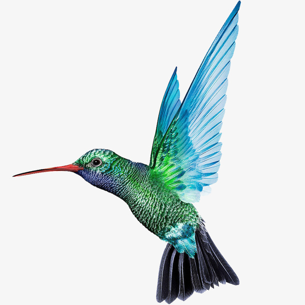 动物 鸟类 蜂鸟免抠