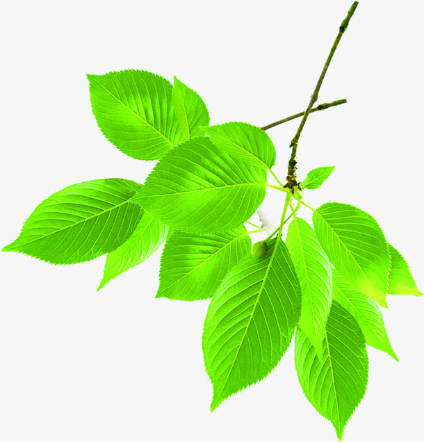 树叶生命希望招聘免抠