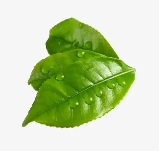 带水珠的叶子免抠