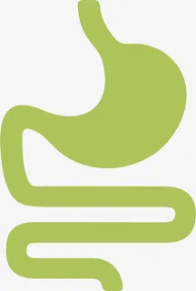 人体器官肠胃器官免抠 人体器官肠胃器官免抠