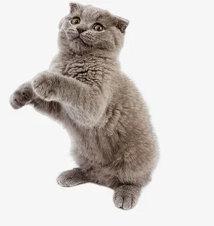 惊讶的小猫猫免抠