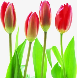 教师节红色花朵促销免抠