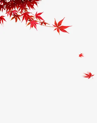 红色枫叶飘落素材免抠