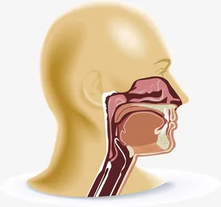 人体消化道手绘元素免抠