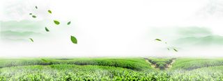 春天文艺清新绿色茶叶背景海报高清