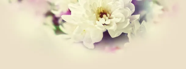 洁白花朵背景海报