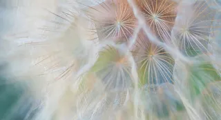 蒲公英花絮高清大图免抠