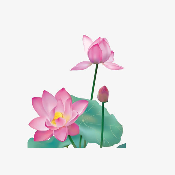 荷花免抠