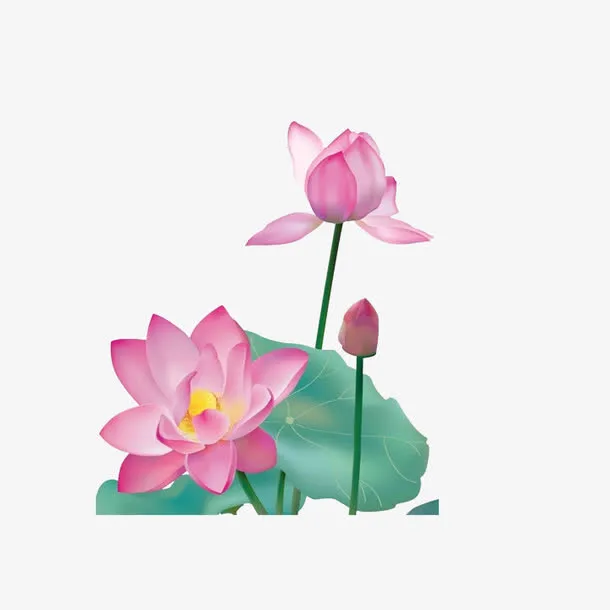 荷花免抠