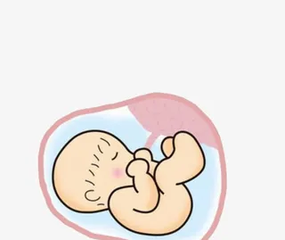 胚胎里面的婴儿免抠