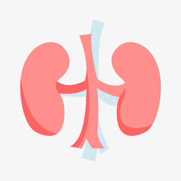 腰肾素材免抠