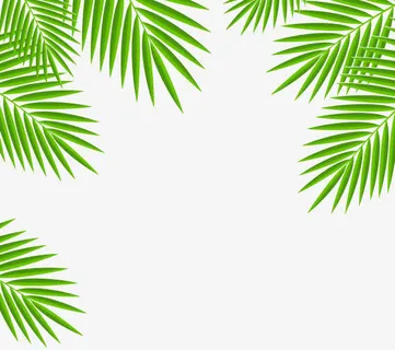 柳叶免抠 柳叶免抠