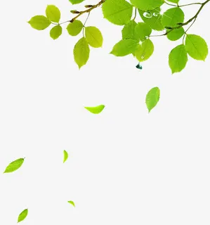 绿叶免抠漂浮叶子元素 绿叶免抠漂浮叶子元素