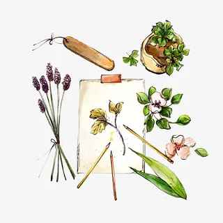 各种各样美丽的农作物免抠