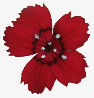 波浪线条素材线条图片素材免抠