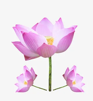 粉紫色纯洁的一朵盛开的水芙蓉实免抠