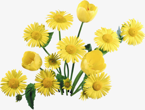 黄色菊花花朵花丛免抠