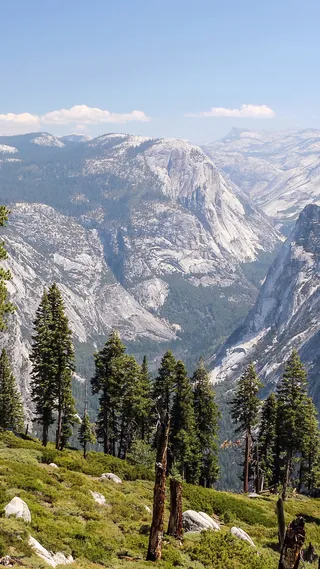 原始森林高清H5背景高清