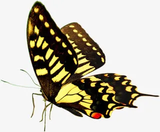 唯美春天蝴蝶意境免抠装饰动物元素