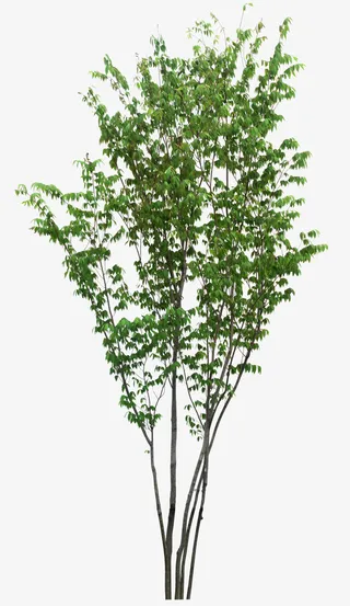 绿色的树枝免抠